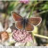 aricia artaxerxes male2 cherk